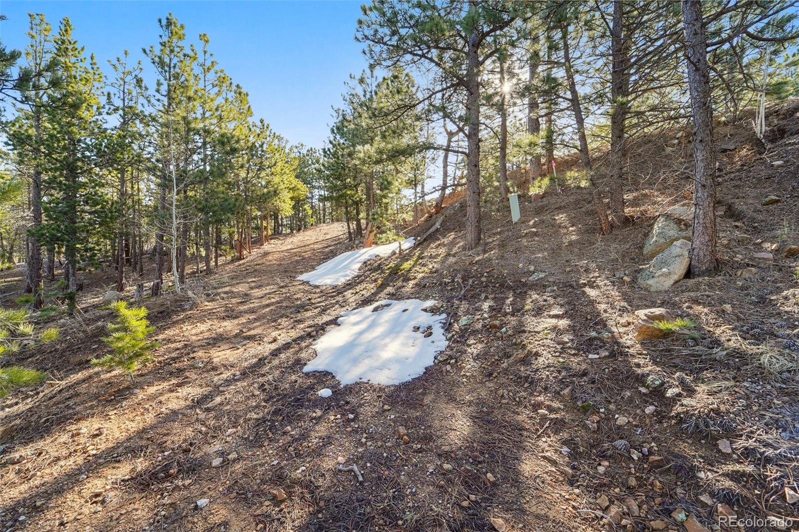 854 Crescent Lake Road Golden, CO 80403 - Photo 7 of 11 a view of a yard with large trees