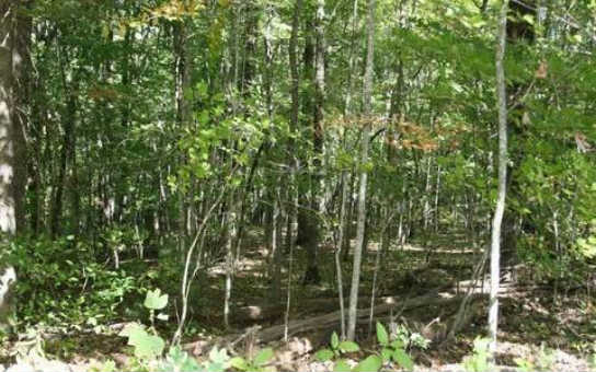 Lot 3 Fox Run Blue Ridge, GA 30513 - Photo 1 of 1 Main View