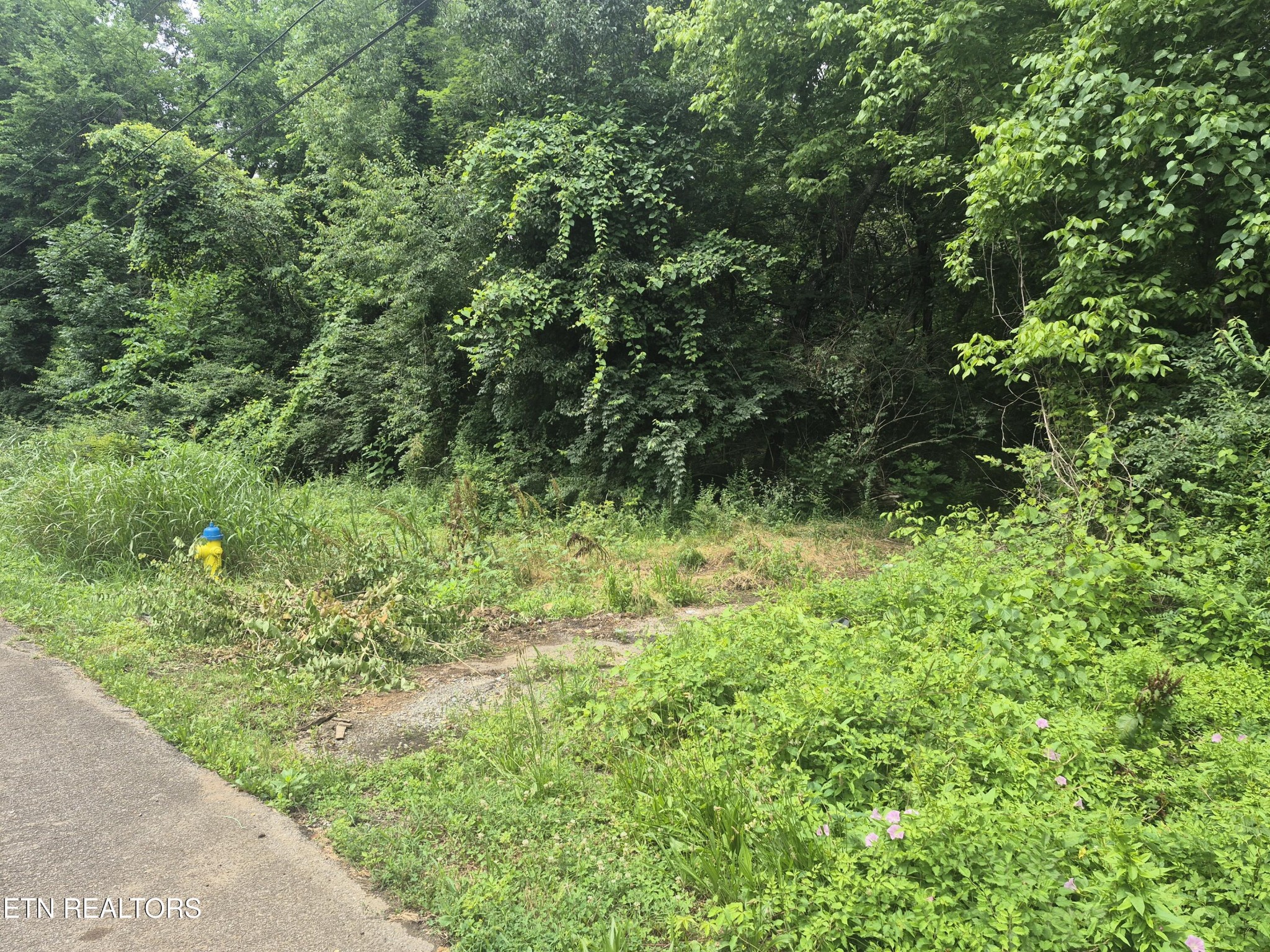 0 Waynewood Road Knoxville, TN 37912 - Photo 1 of 8 Gallery Image 1