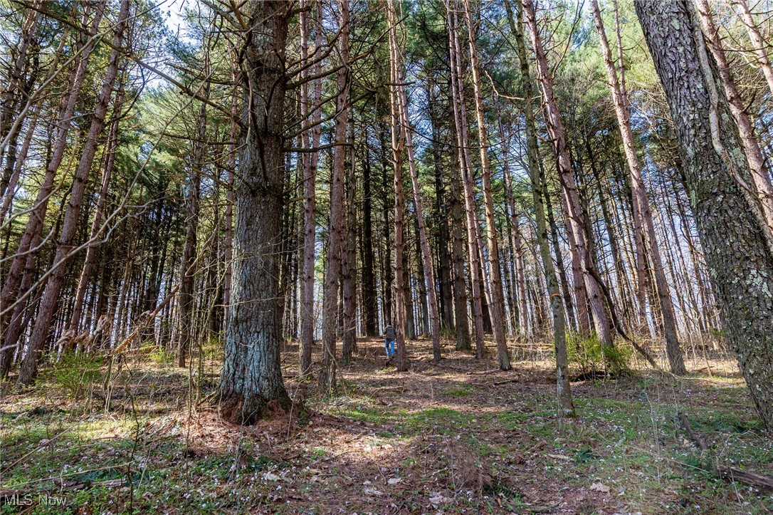 4880 Post Road Jewett, OH 43986 - Photo 49 of 50 View of local wilderness featuring a wooded view