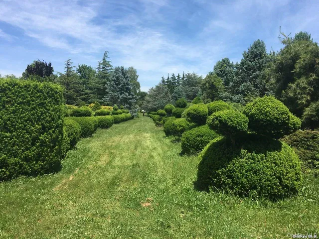 a view of a garden with plants and a building in the background