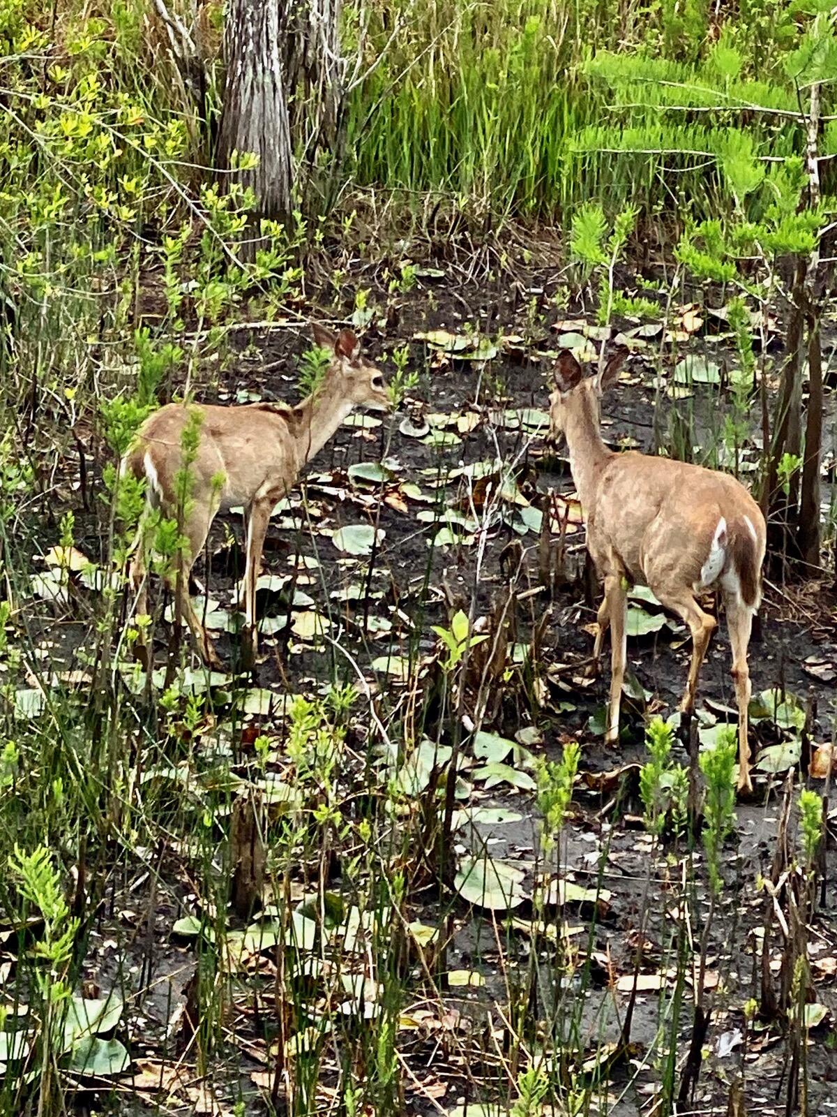72 Gulf Walk Santa Rosa Beach, FL 32459 - Photo 64 of 65 Deer Photo