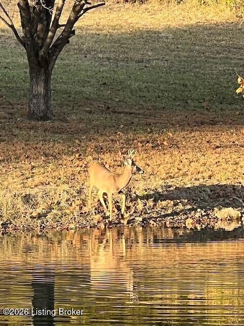 2300 Long Run Road Louisville, KY 40245 - Photo 106 of 113 Deer 1