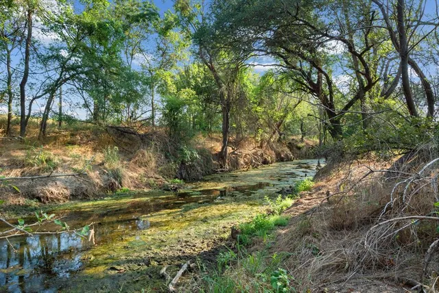 a view of a tree in a yard