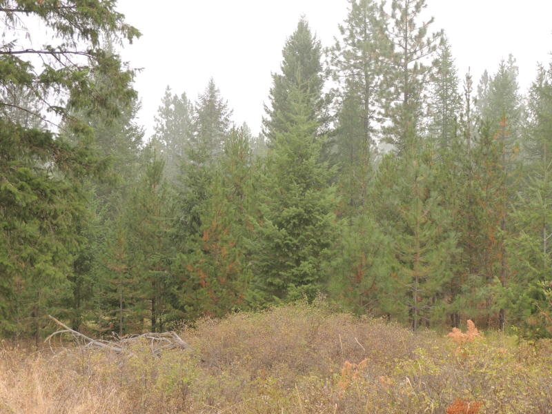 41-xx Cemetery Road Springdale, WA 99173 - Photo 3 of 12
