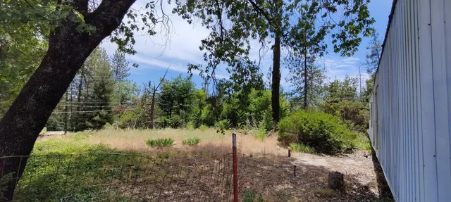 a view of a yard with plants and large trees