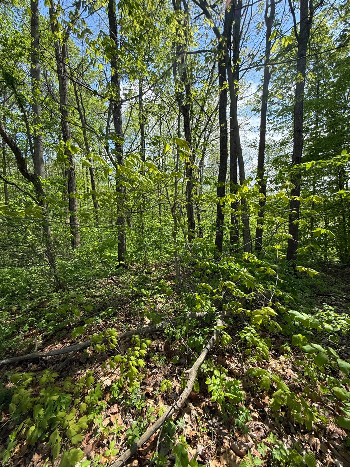 14163 Upper Jim Run Road Laurel, IN 47024 - Photo 15 of 40