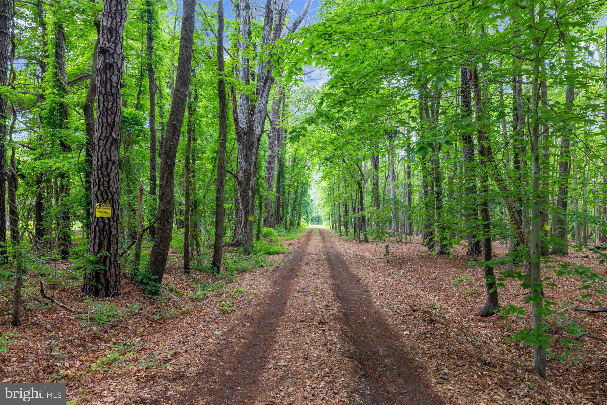 500 Nesbit Road Queenstown, MD 21658 - Photo 43 of 53 a view of a forest with trees in the background