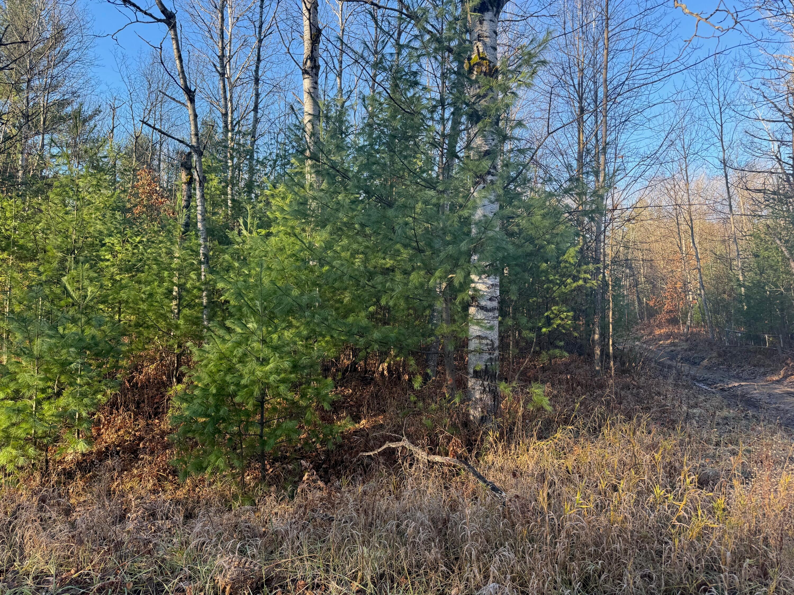 10 Acres Road Gaylord, MI 49735 - Photo 4 of 4