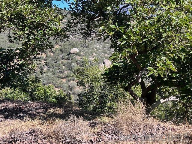 0 Pauma Heights Road Valley Center, CA 92082 - Photo 19 of 24 a view of flowers in middle of the forest