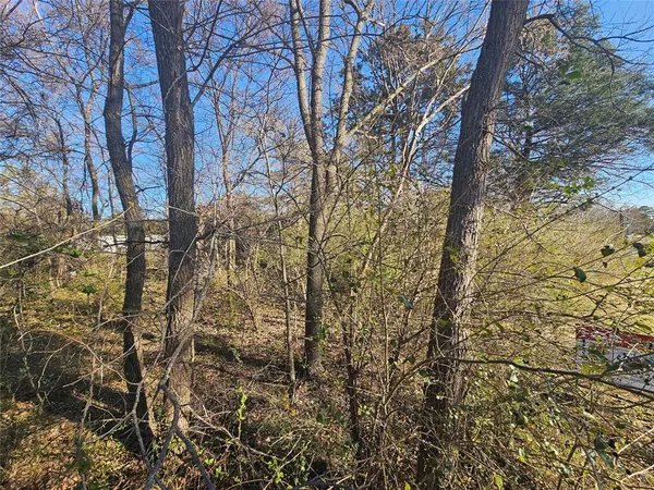 a view of forest