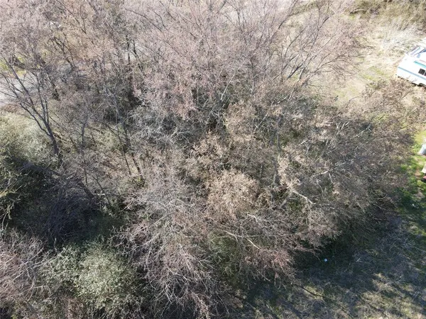a view of a forest with a tree