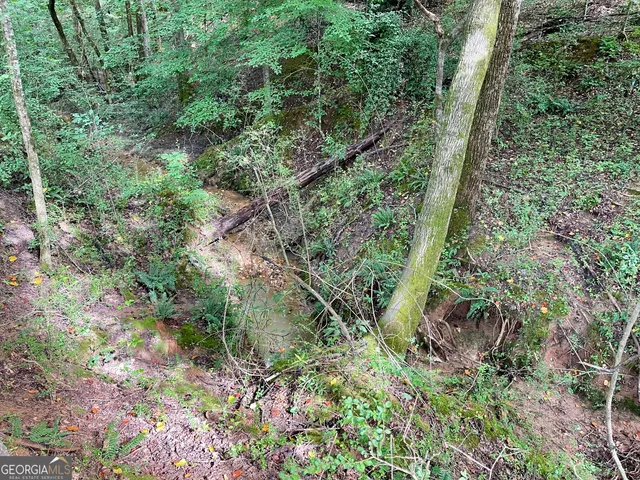 a view of a forest with trees