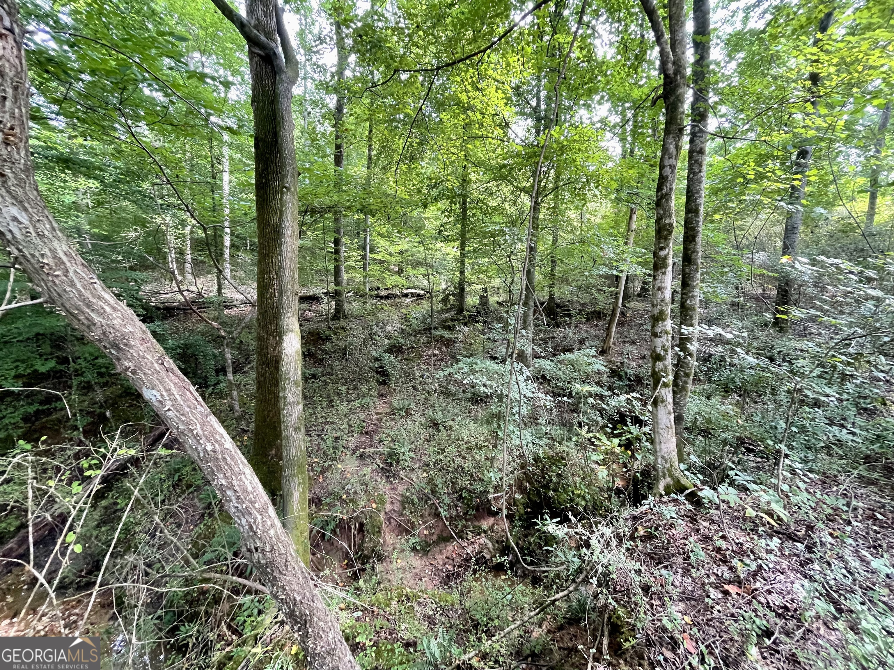 50 Winding Lane Locust Grove, GA 30248 - Photo 13 of 18 a view of a forest with trees