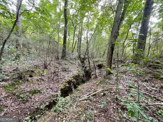 a view of a forest with trees
