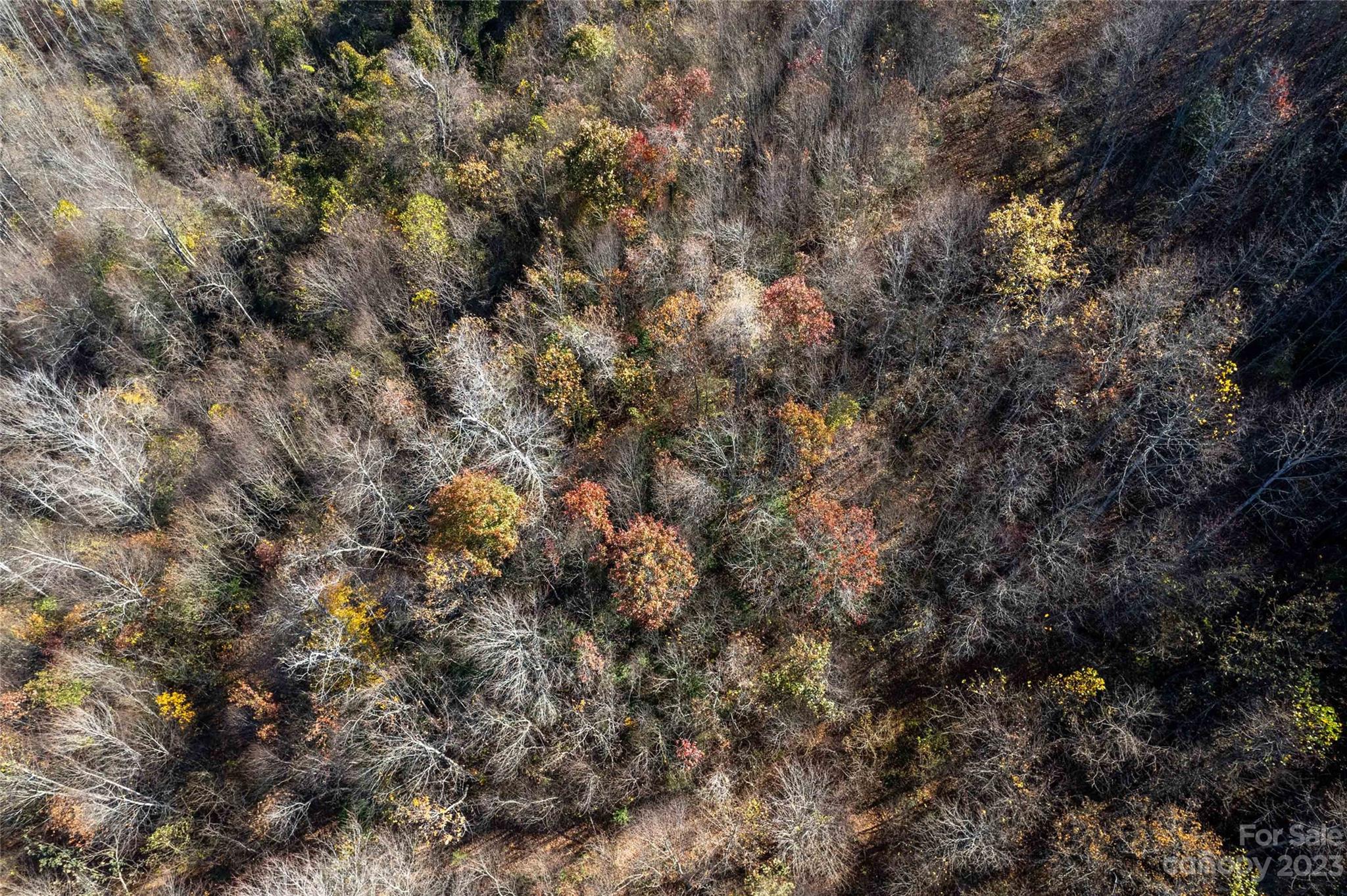170 Painter Street Sylva, NC 28779 - Photo 30 of 48 a view of a tree