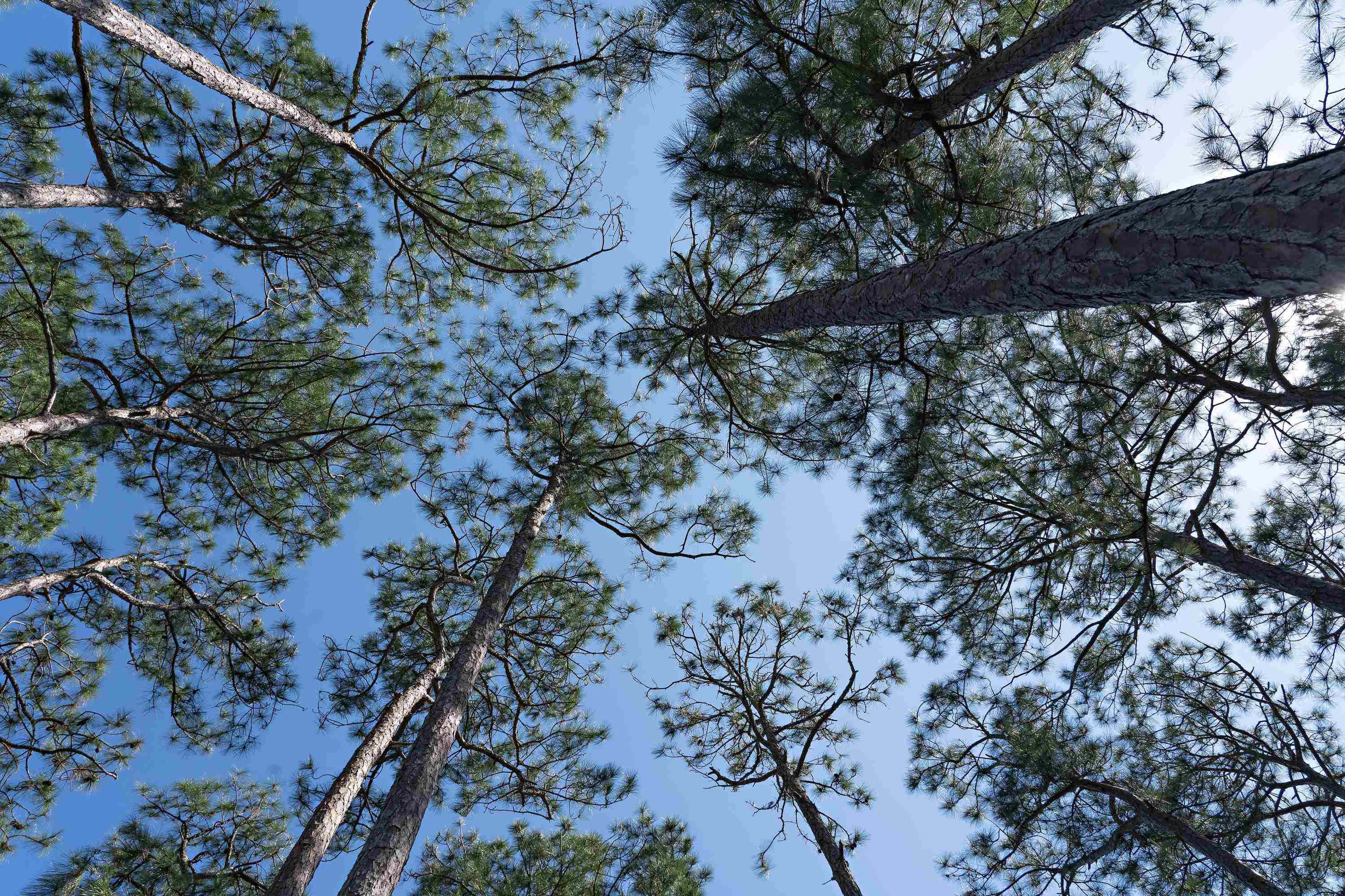 134 Fishhook Way Sopchoppy, FL 32358 - Photo 26 of 33