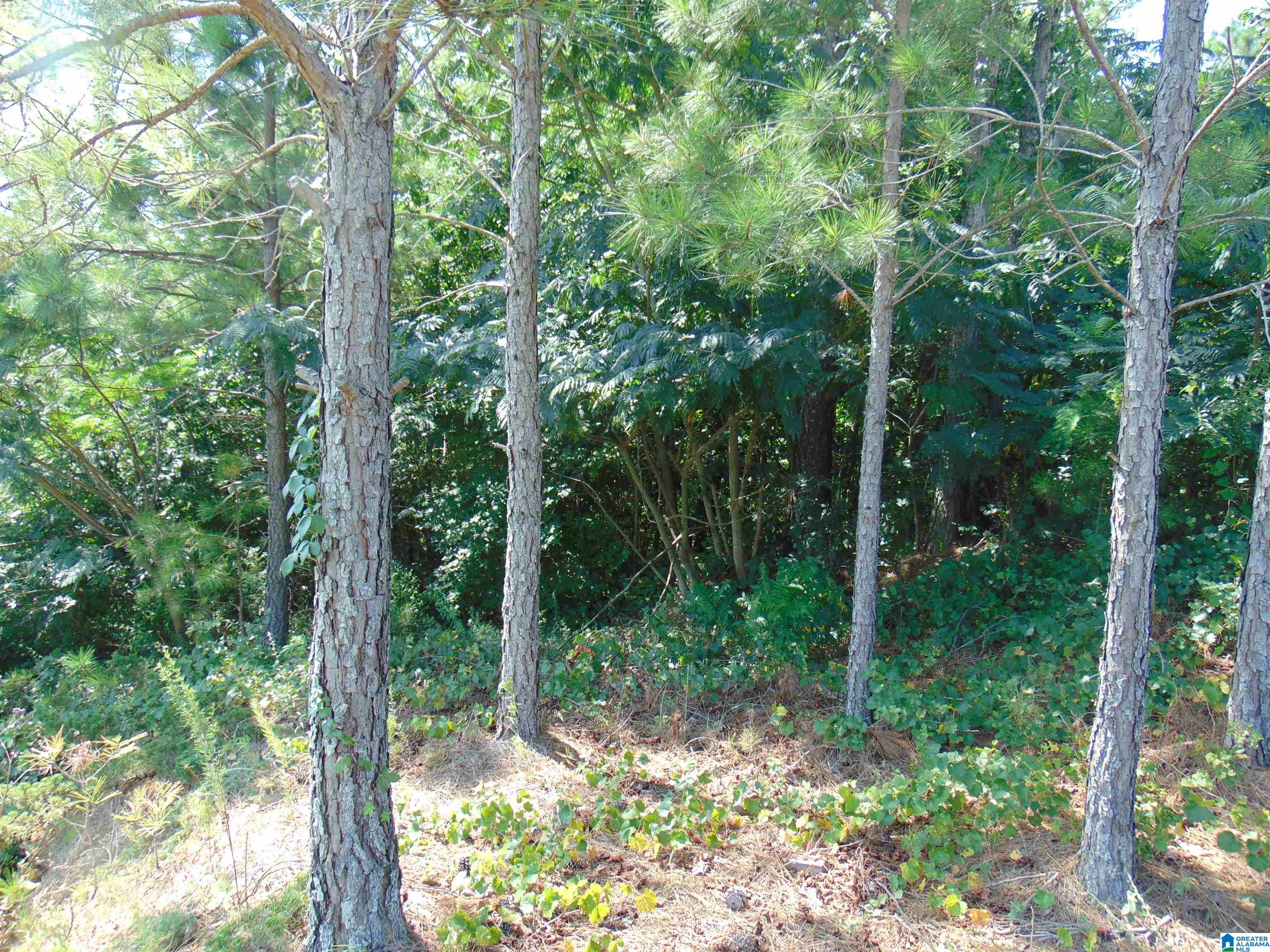 162 Jewell Circle, Unit 2 Bessemer, AL 35022 - Photo 5 of 5