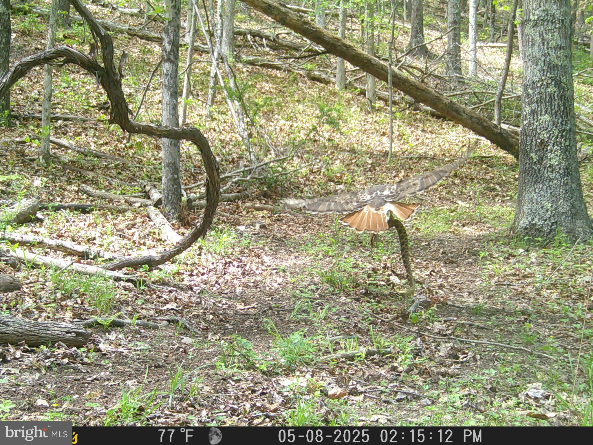 654 Soper Lane Berkeley Springs, WV 25411 - Photo 142 of 146 Majestic hawk soaring through the forest.