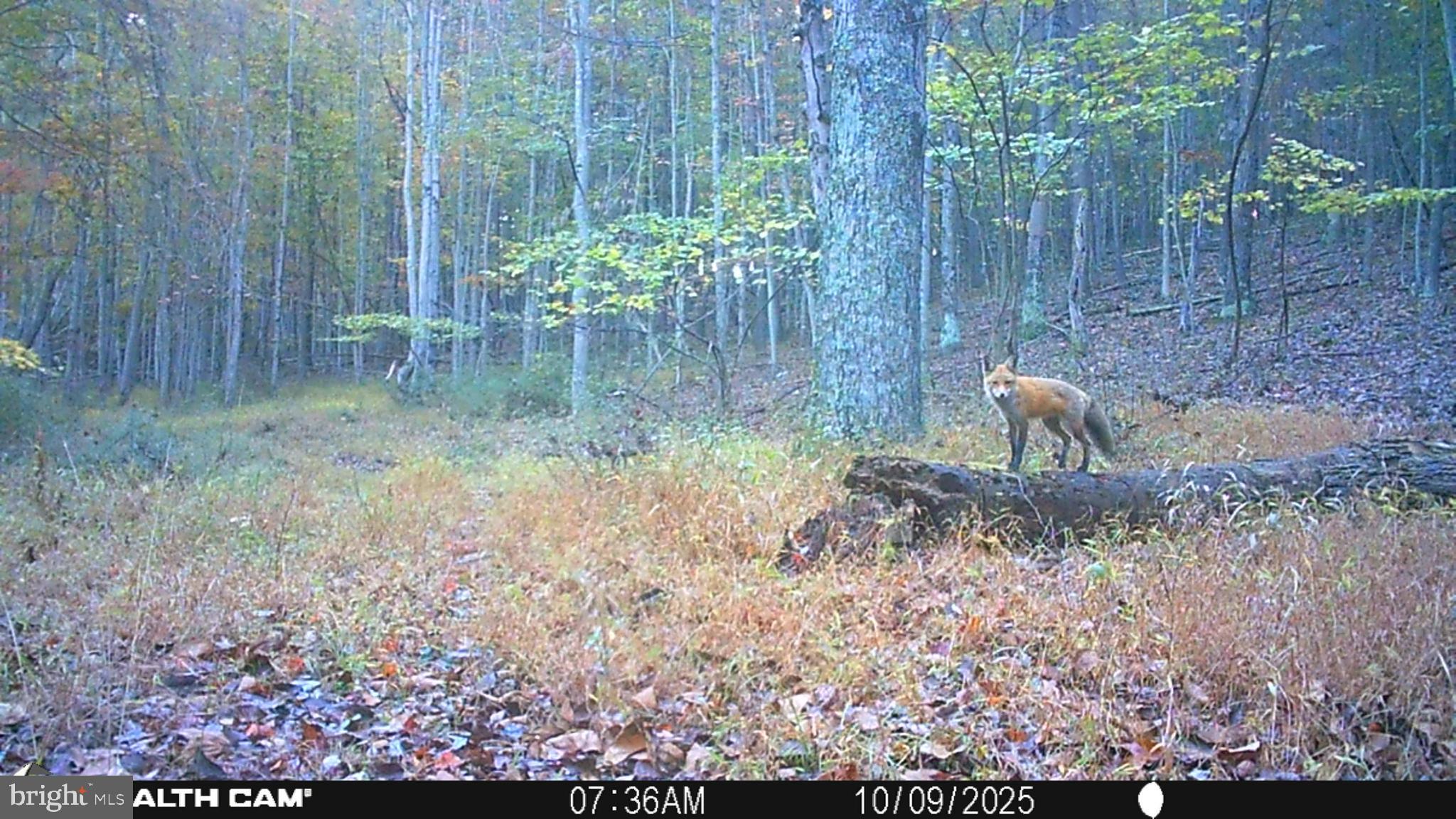 654 Soper Lane Berkeley Springs, WV 25411 - Photo 145 of 146 Fox in a tranquil autumn forest.