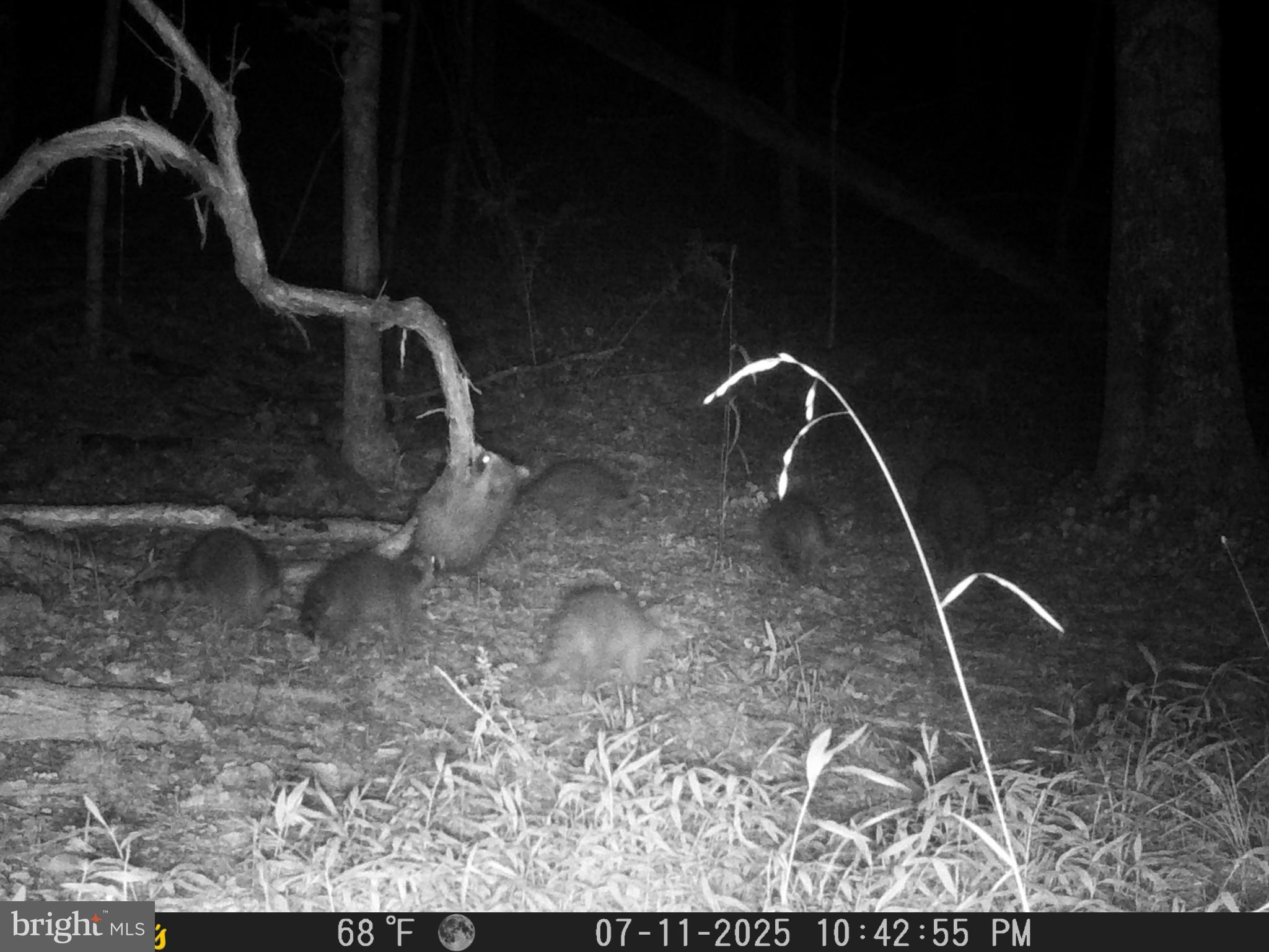 654 Soper Lane Berkeley Springs, WV 25411 - Photo 146 of 146 Nocturnal wildlife gathering in the woods.