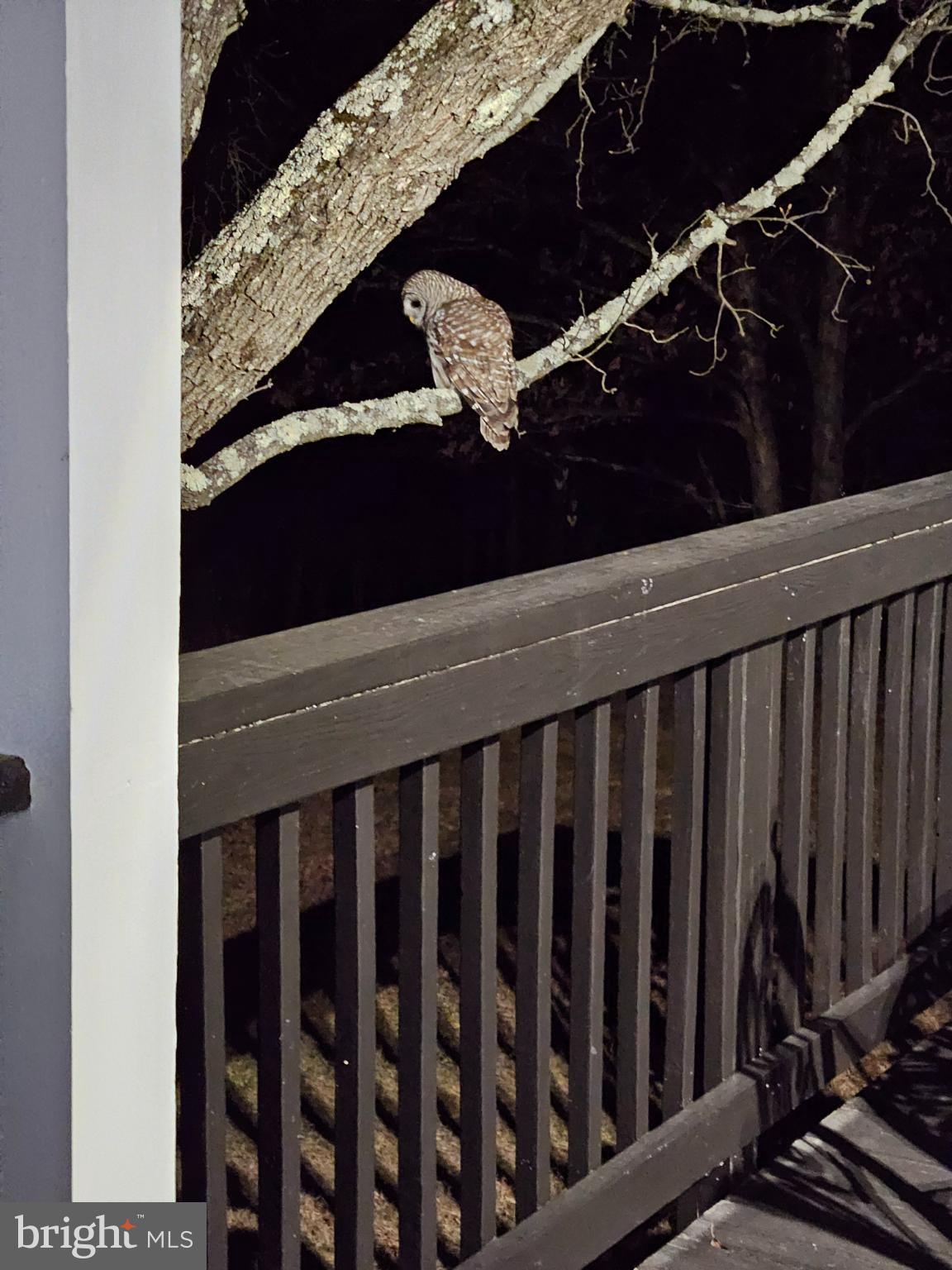 654 Soper Lane Berkeley Springs, WV 25411 - Photo 68 of 71 Nighttime visitor perched in quiet solitude.