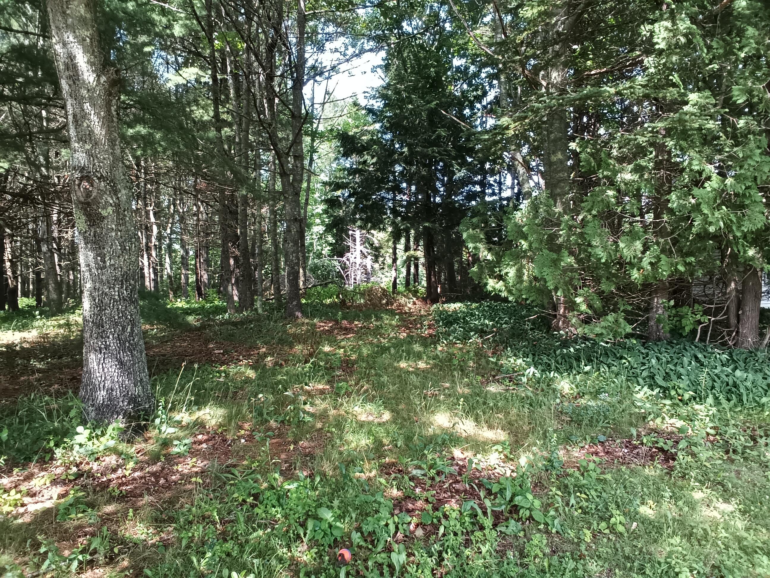 35 Saturday Cove Road Northport, ME 04849 - Photo 9 of 15 Wooded