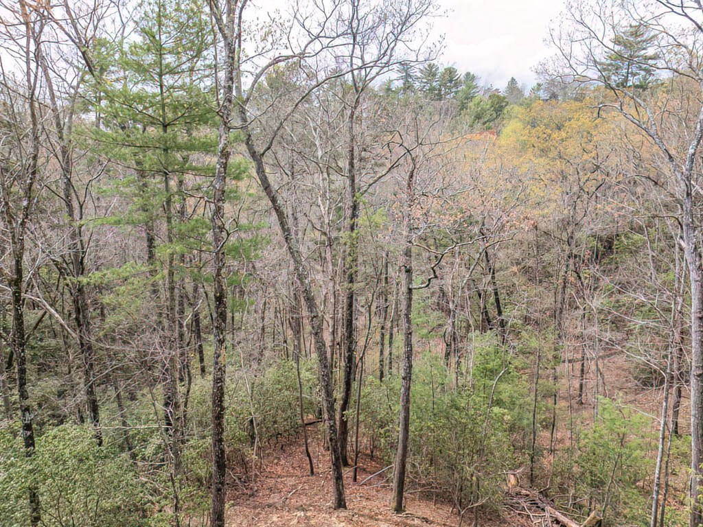 506 Pony Ghost Trail Blue Ridge, GA 30513 - Photo 62 of 62 a view of a forest with trees