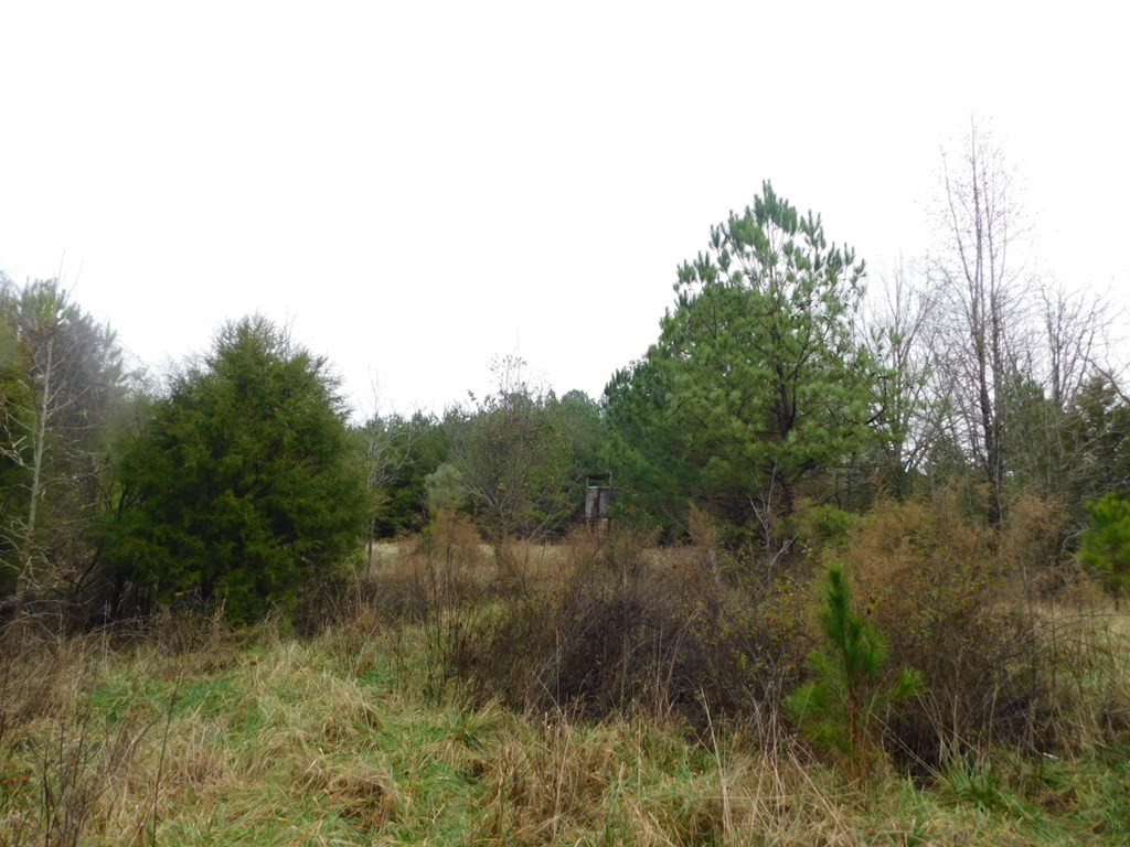 1880 Metasville Road Lincolnton, GA 30817 - Photo 6 of 6
