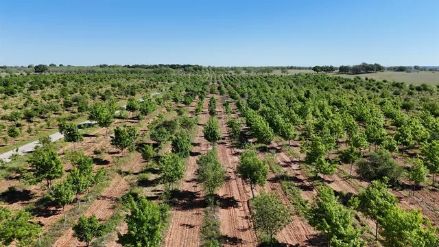 a view of a barn with green space and plants