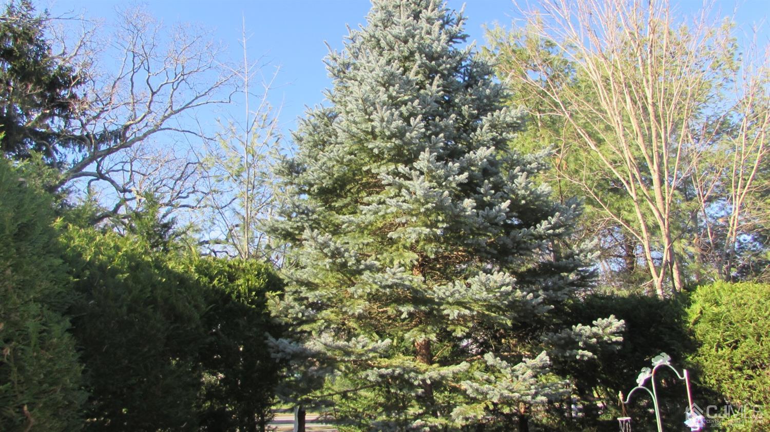 91 Wordsworth Road Brick, NJ 08724 - Photo 40 of 41 a view of a tree with a tree