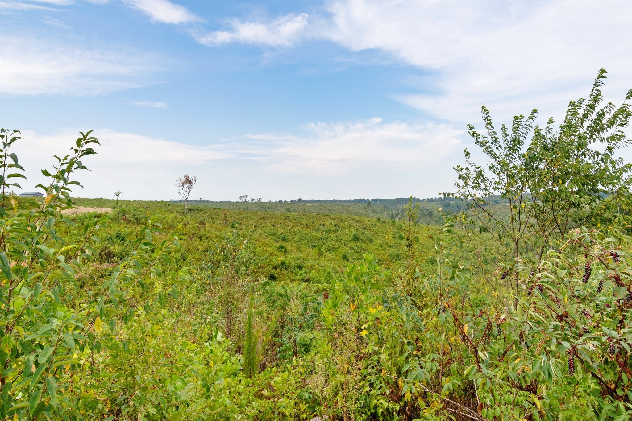 479 Springer Road Hohenwald, TN 38462 - Photo 14 of 21 Gallery Image 14