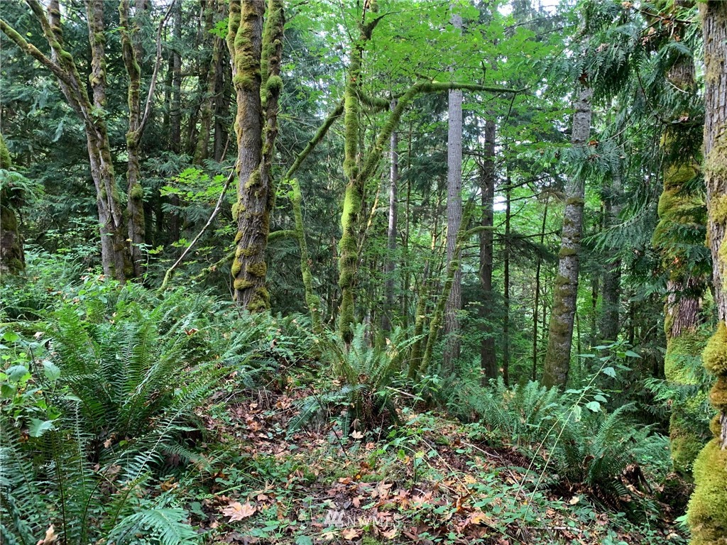 3601 Leland Valley Road West Quilcene, WA 98376 - Photo 22 of 24 Gallery Image 22