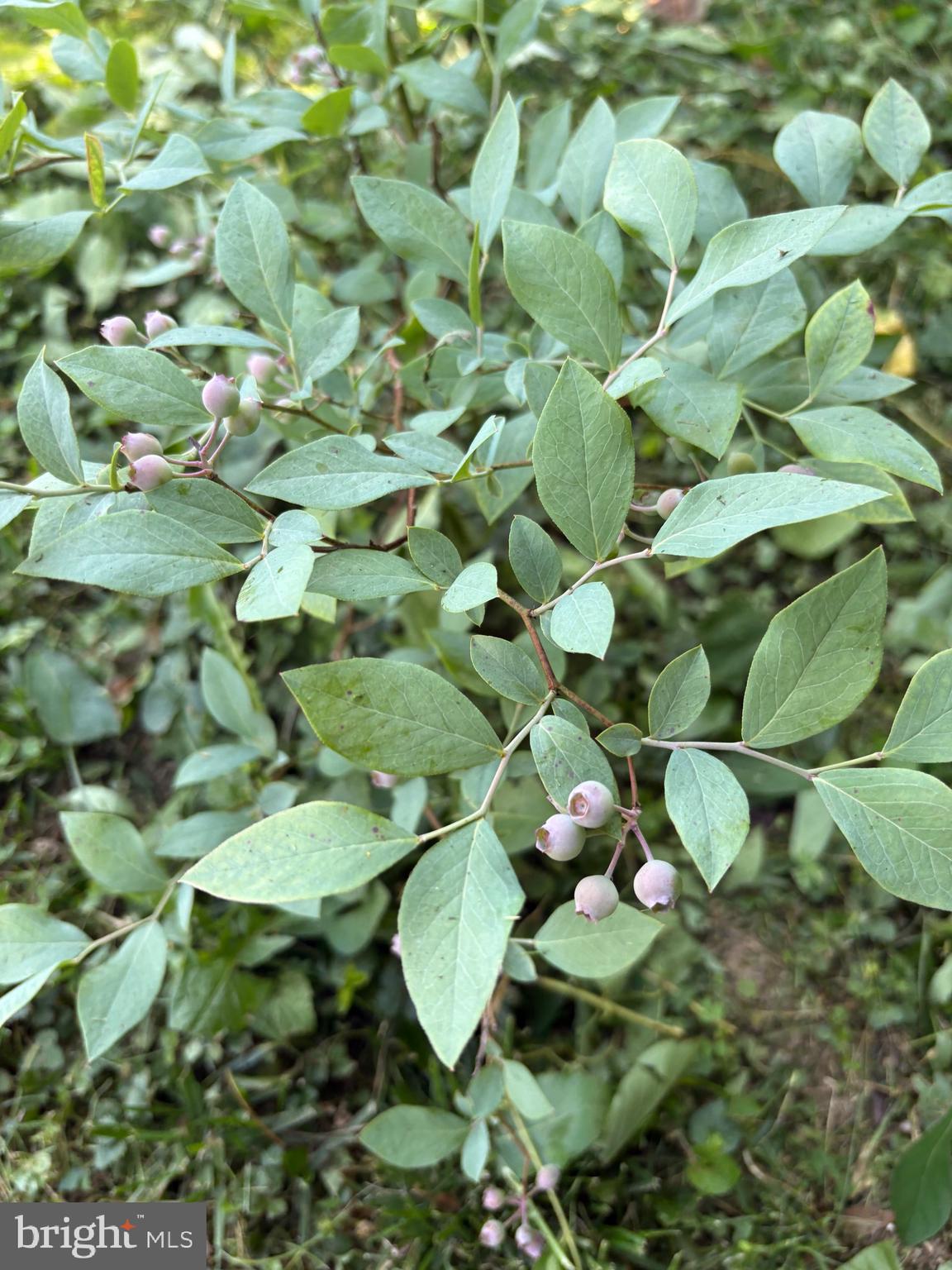 126 Valley View Road Fredericksburg, VA 22407 - Photo 38 of 42 Blueberry bushes