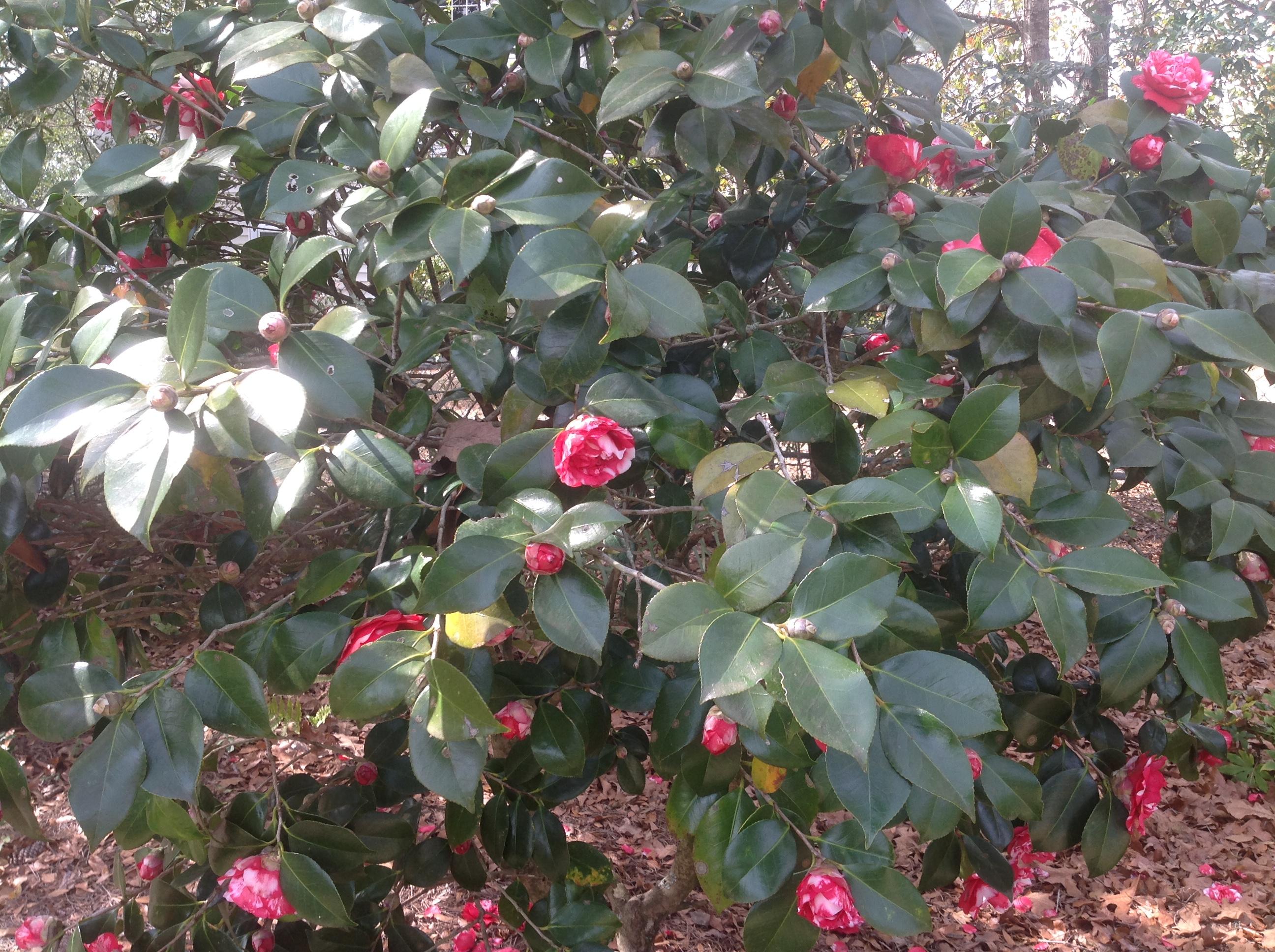 1509 Gardenia Road Charleston, SC 29407 - Photo 29 of 37 IMG_5597