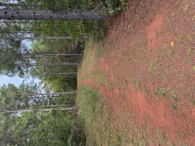 39.96-acres Wolf Stake Church Road Seneca, SC 29672 - Photo 5 of 6