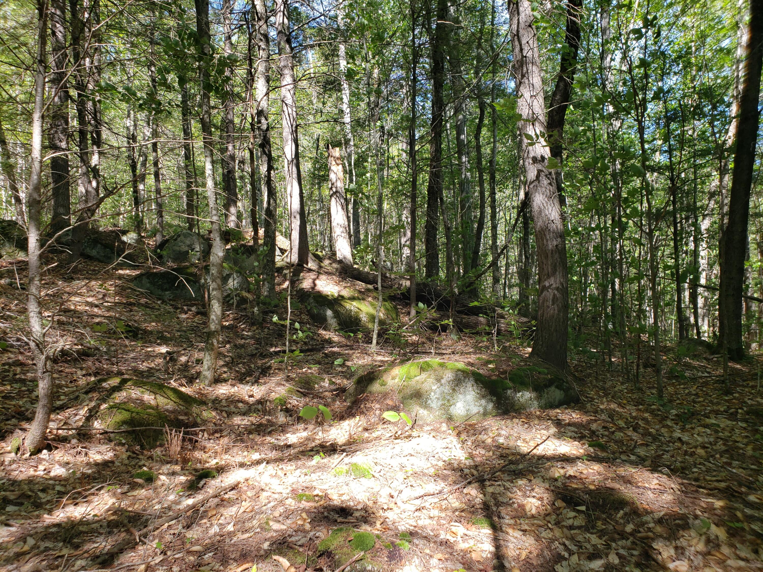 0 Off Mountain Stoneham, ME 04231 - Photo 29 of 32 portion of woodlot