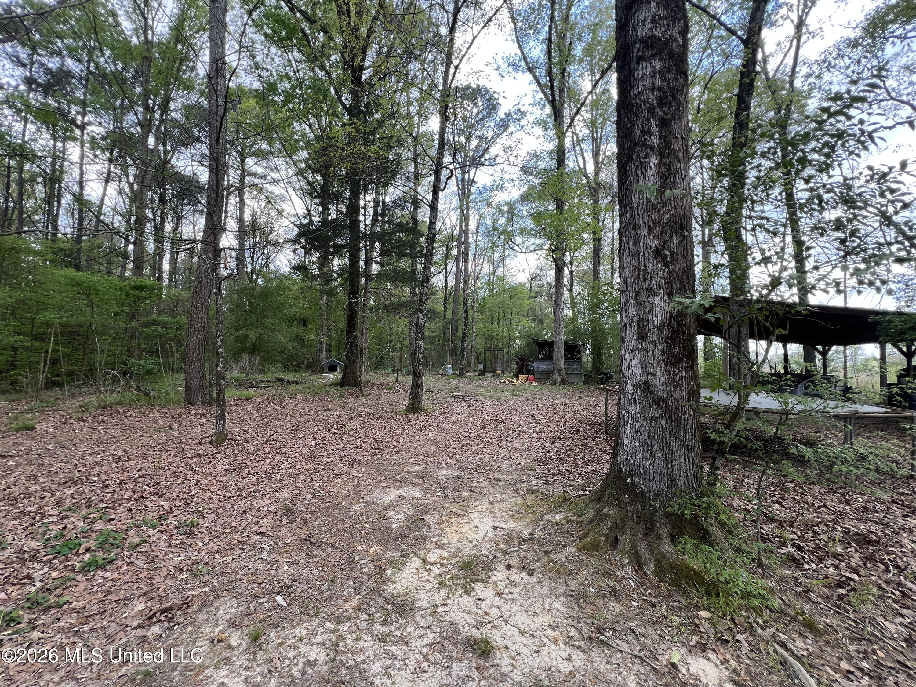 251 Copperhead Road Carthage, MS 39051 - Photo 6 of 24 IMG_2155
