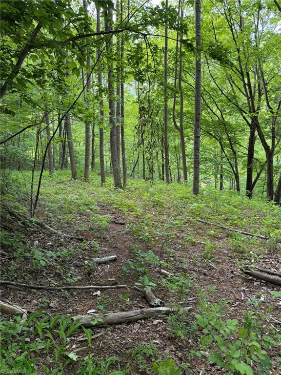 Tbd Ben Bolen Road Creston, NC 28615 - Photo 14 of 22 Gallery Image 14