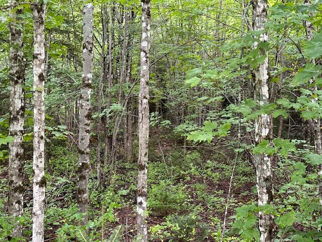 0 Thompson Settlement Road Oakfield, ME 04763 - Photo 21 of 33 IMG_5114