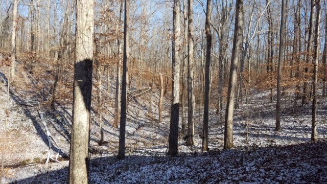 1438 Fall River Road Goodspring, TN 38460 - Photo 12 of 39 a view of a forest