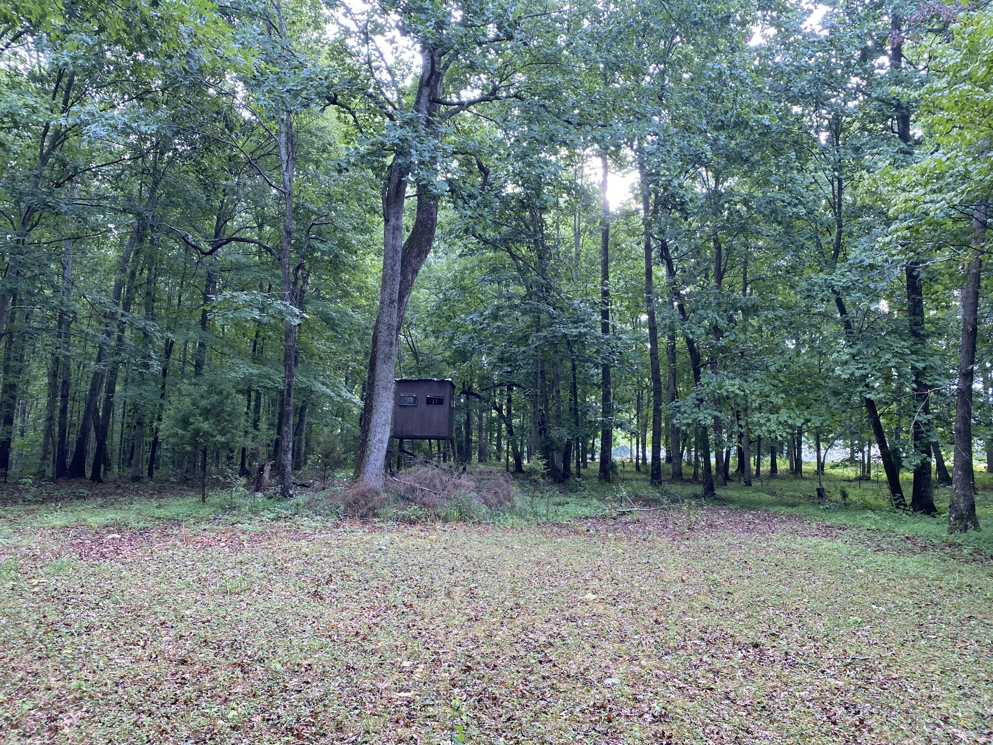 1438 Fall River Road Goodspring, TN 38460 - Photo 16 of 39 a backyard of a house with lots of green space