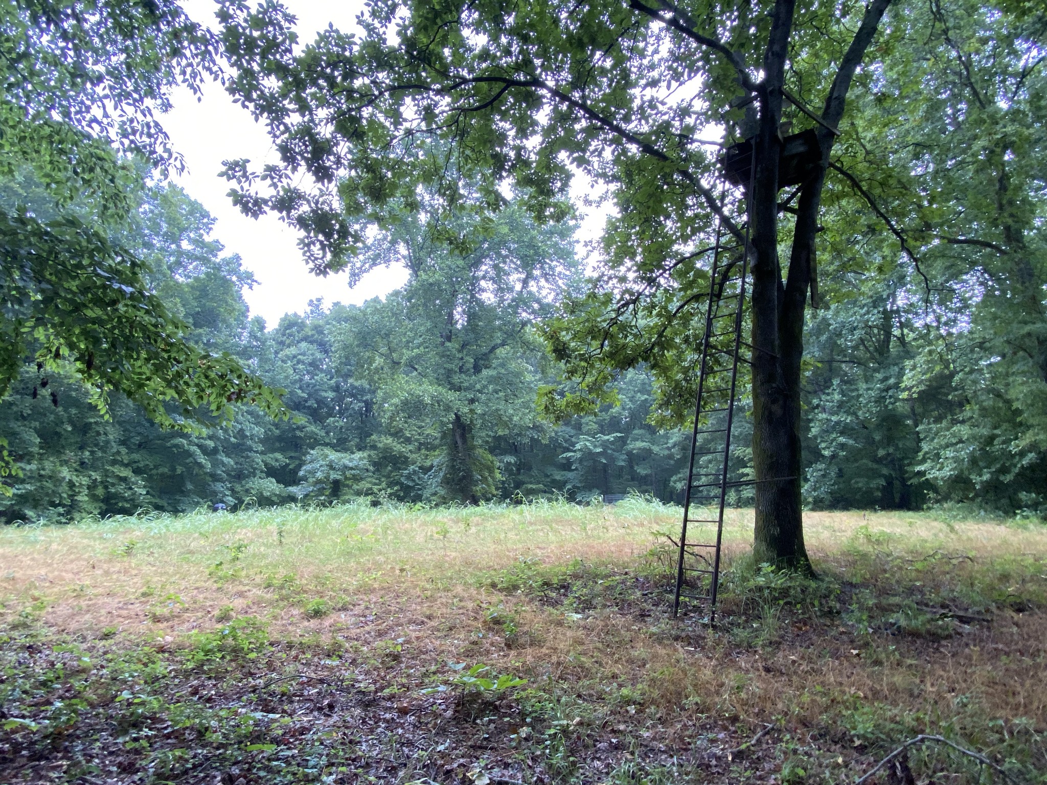 1438 Fall River Road Goodspring, TN 38460 - Photo 17 of 39 a view of outdoor space with a garden