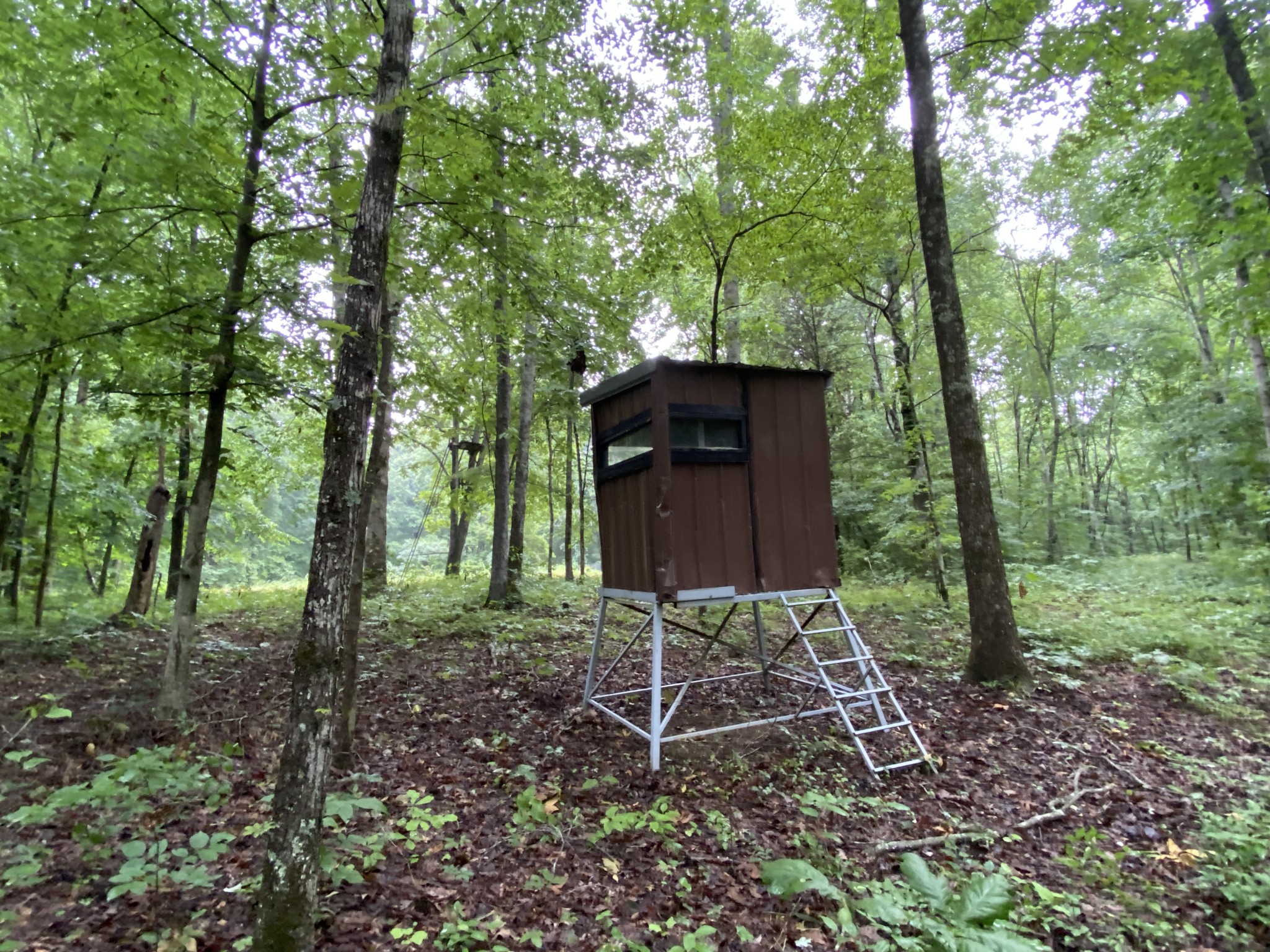 1438 Fall River Road Goodspring, TN 38460 - Photo 20 of 39 a backyard of a house with lots of green space