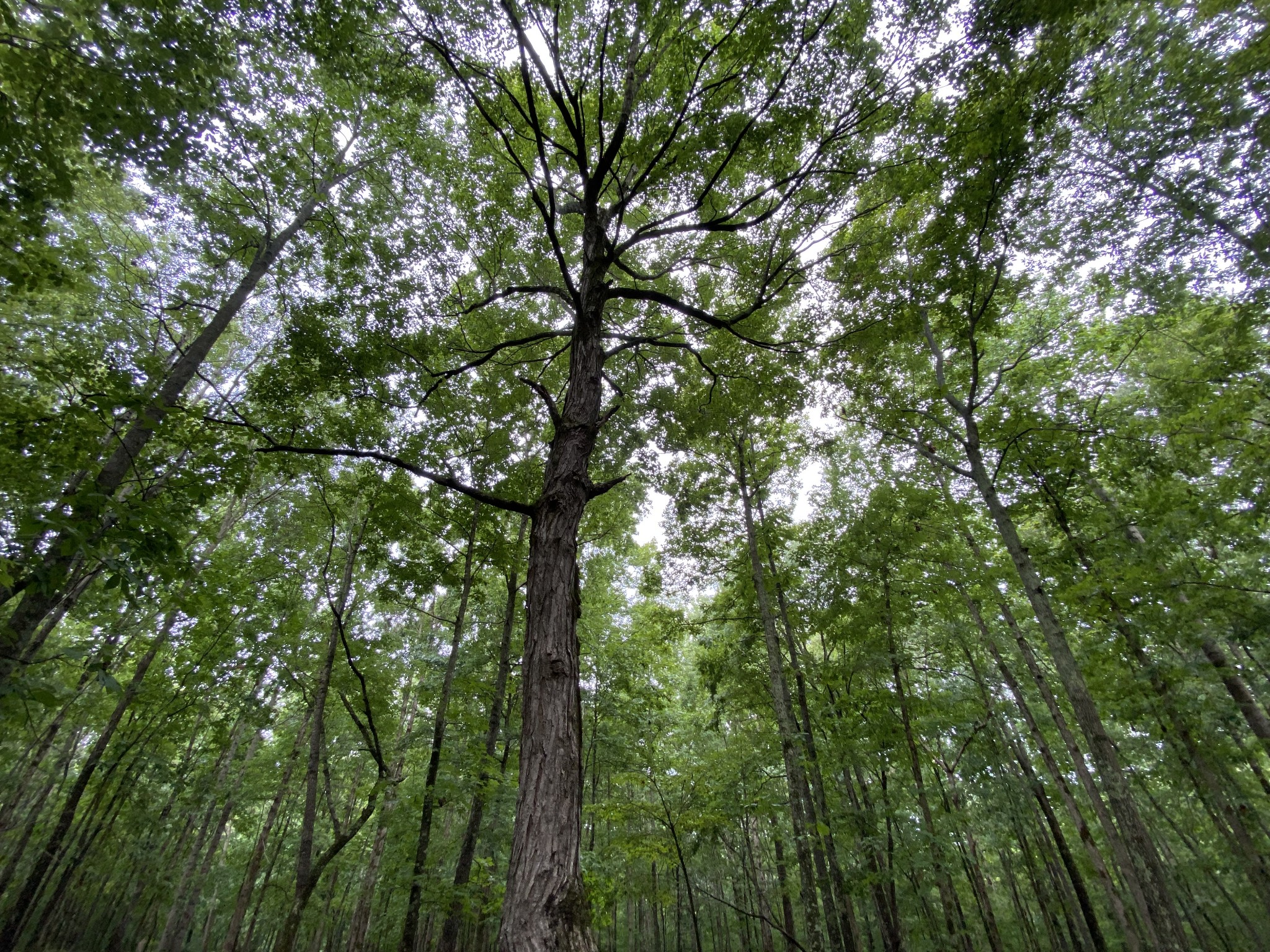 1438 Fall River Road Goodspring, TN 38460 - Photo 22 of 39 a view of a tree