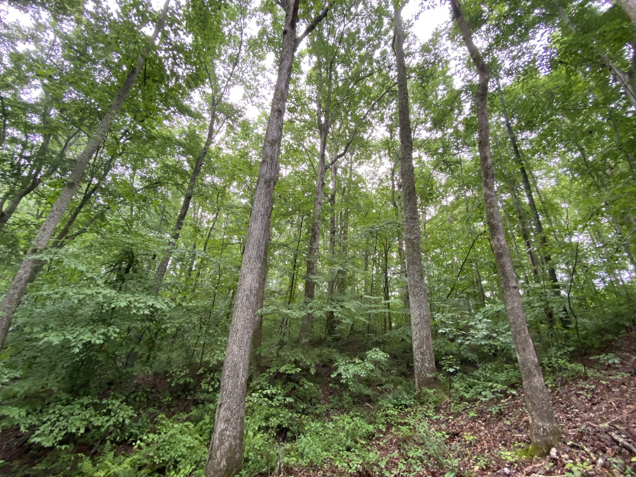 1438 Fall River Road Goodspring, TN 38460 - Photo 23 of 39 a view of a forest