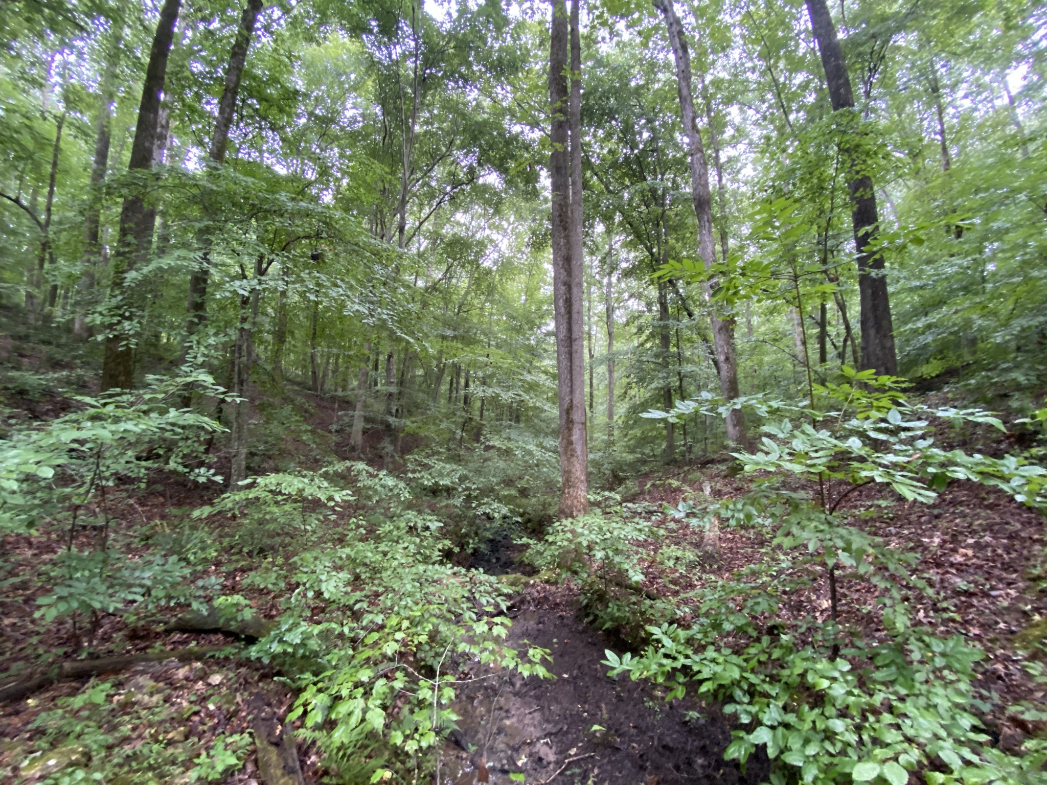 1438 Fall River Road Goodspring, TN 38460 - Photo 24 of 39 a view of a forest with lots of trees