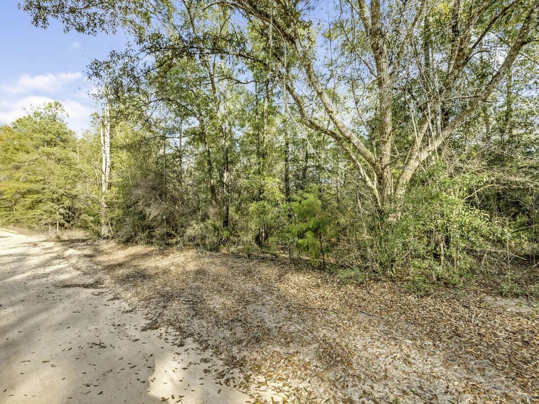 Lot 27 Blue Creek Road Ponce de Leon, FL 32455 - Photo 6 of 16 a view of a yard with a tree