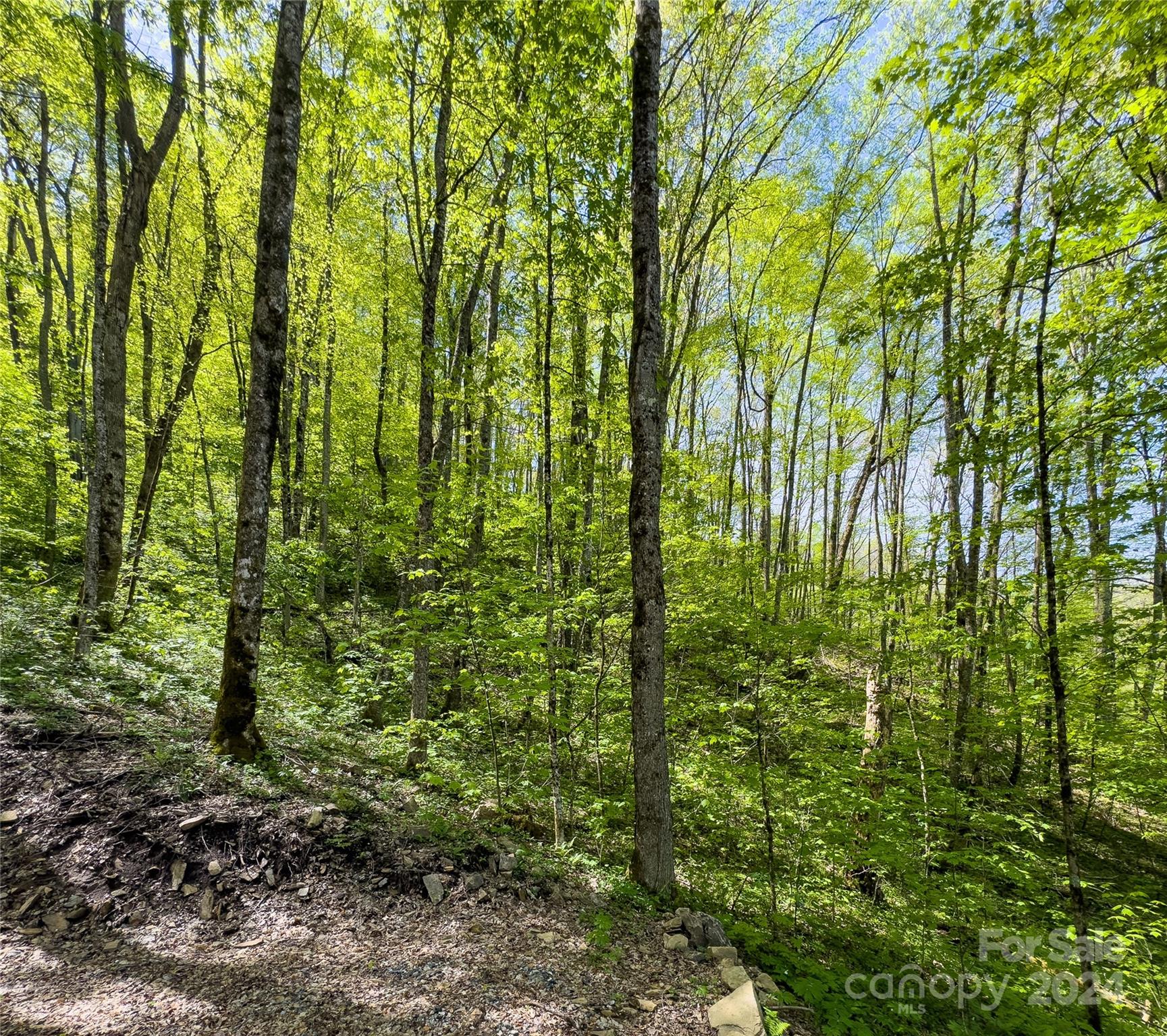 Lot 74 Black Rock Road, Unit 74 Cherokee, NC 28719 - Photo 14 of 24 a view of yard