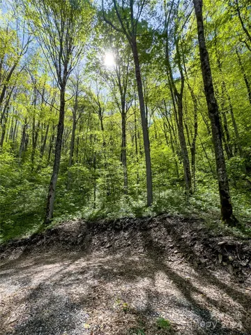 a close up of a plant in a garden